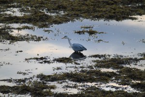 A heron fishing in the evening