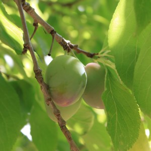 Green Gages Plums