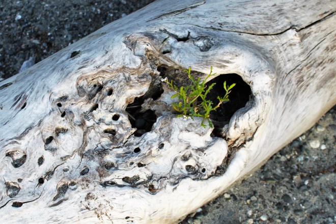 My favorite beach log is now available again!